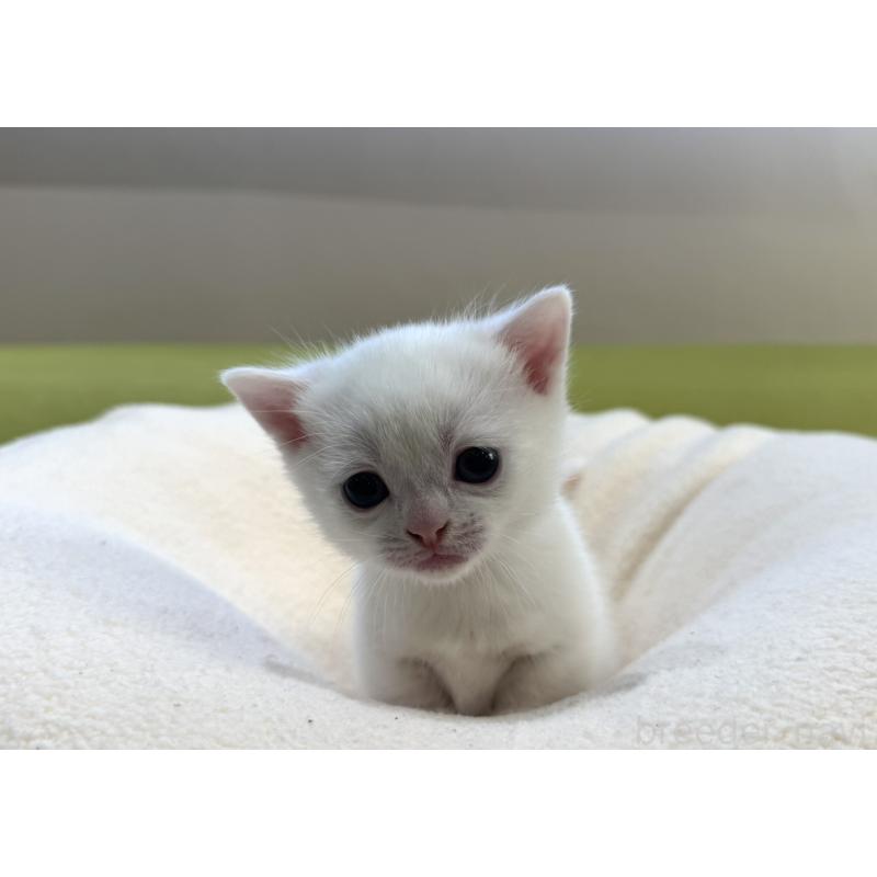 販売中の岐阜県のマンチカン(短足)-131958の4枚目