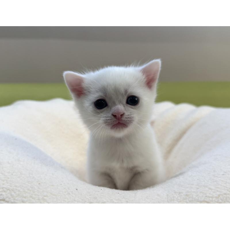 販売中の岐阜県のマンチカン(短足)-131958の3枚目