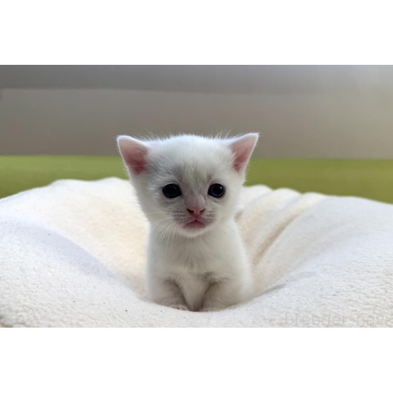 販売中の岐阜県のマンチカン(短足)-131958の2枚目