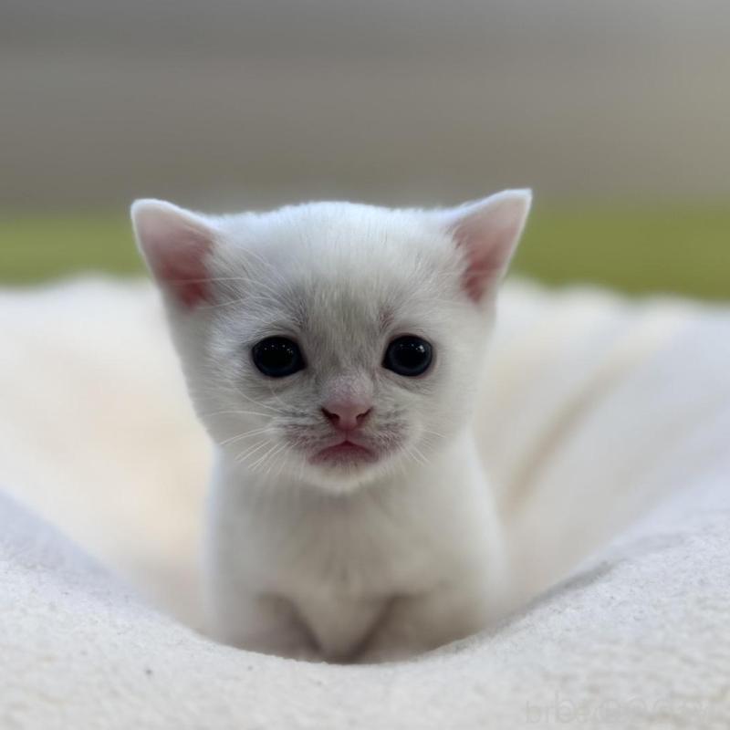 販売中の岐阜県のマンチカン(短足)-131958の1枚目