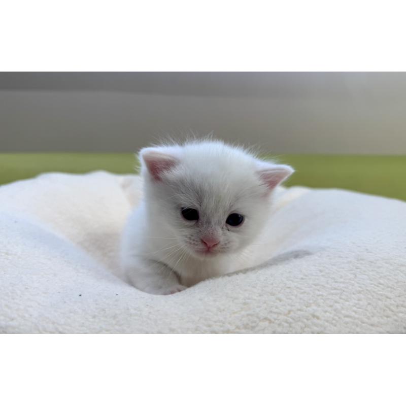 販売中の岐阜県のマンチカン-131959の4枚目