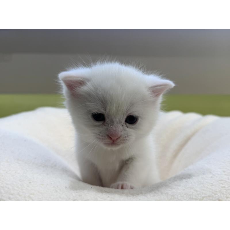 販売中の岐阜県のマンチカン-131959の3枚目