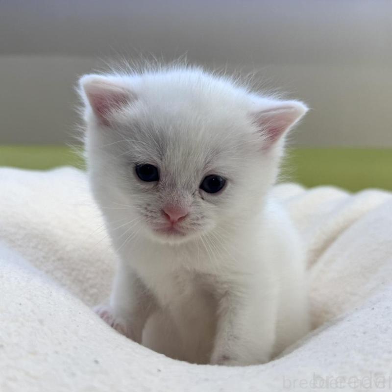 販売中の岐阜県のマンチカン-131959