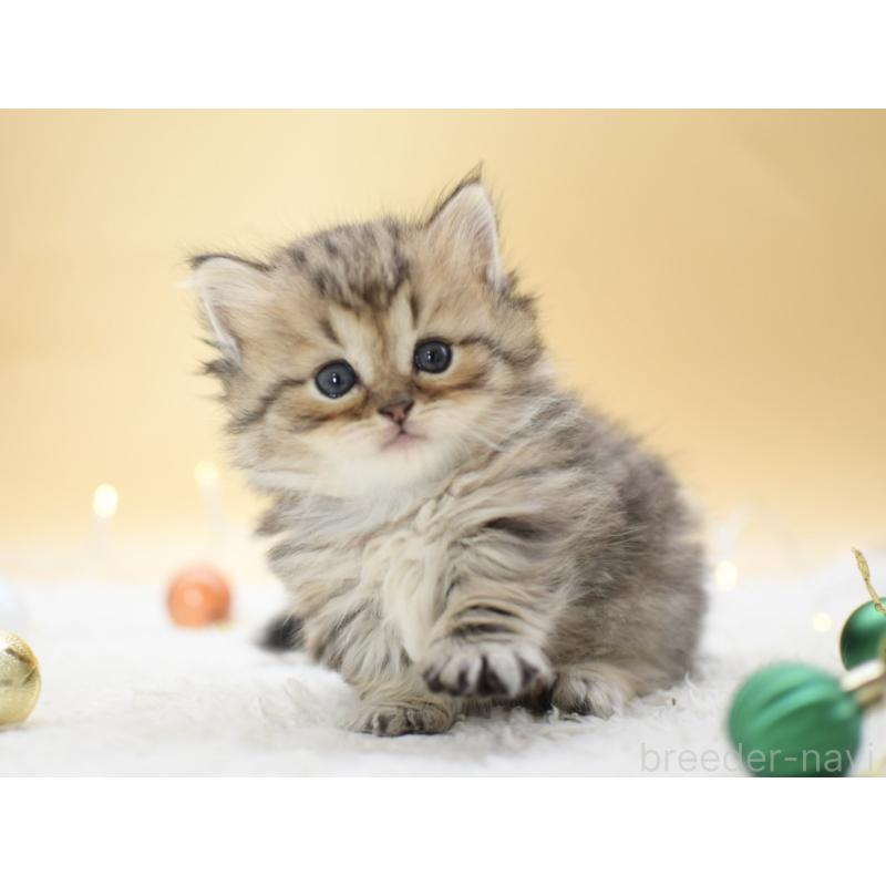 販売中の栃木県のマンチカン(短足)-131960の7枚目