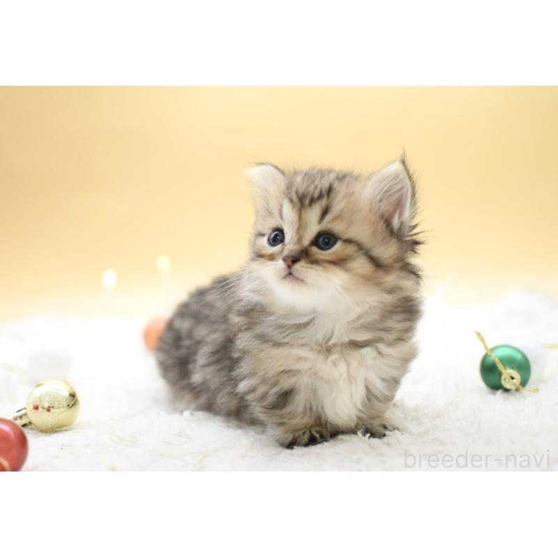 販売中の栃木県のマンチカン(短足)-131960の6枚目