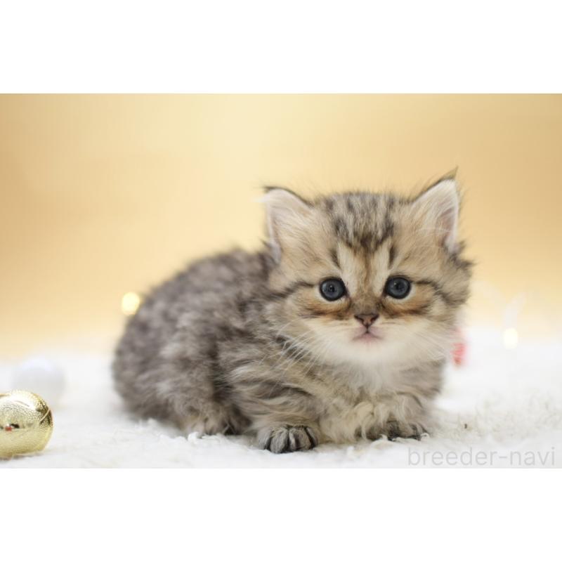 販売中の栃木県のマンチカン(短足)-131960の5枚目