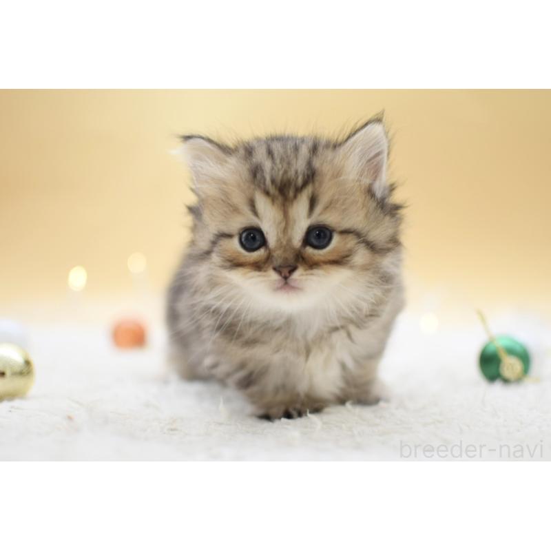 販売中の栃木県のマンチカン(短足)-131960の4枚目