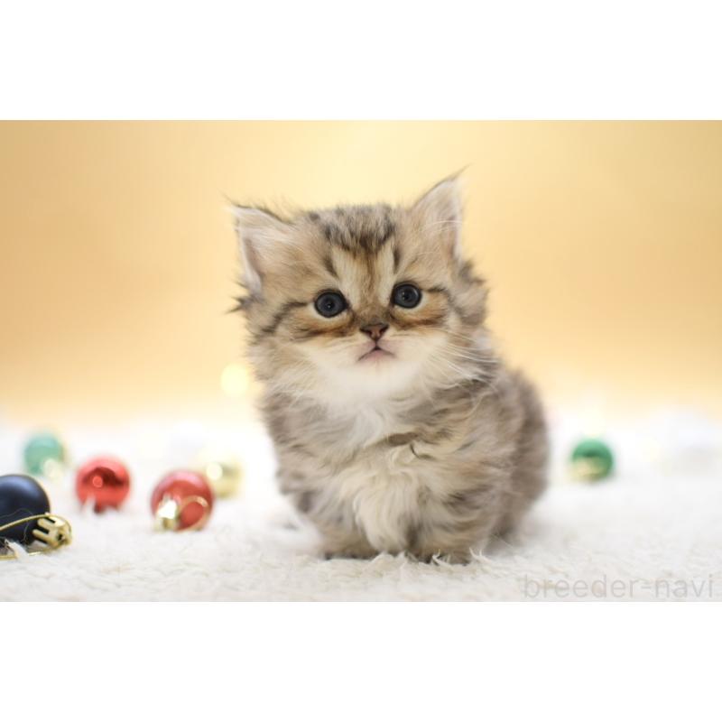 販売中の栃木県のマンチカン(短足)-131960の3枚目