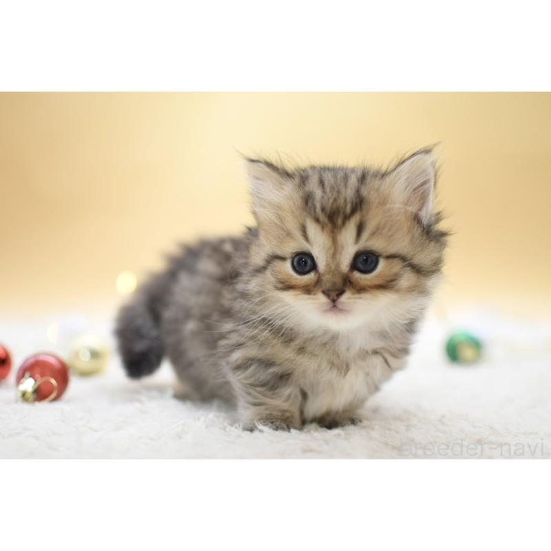 販売中の栃木県のマンチカン(短足)-131960の2枚目