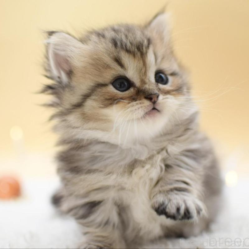 販売中の栃木県のマンチカン(短足)-131960の1枚目