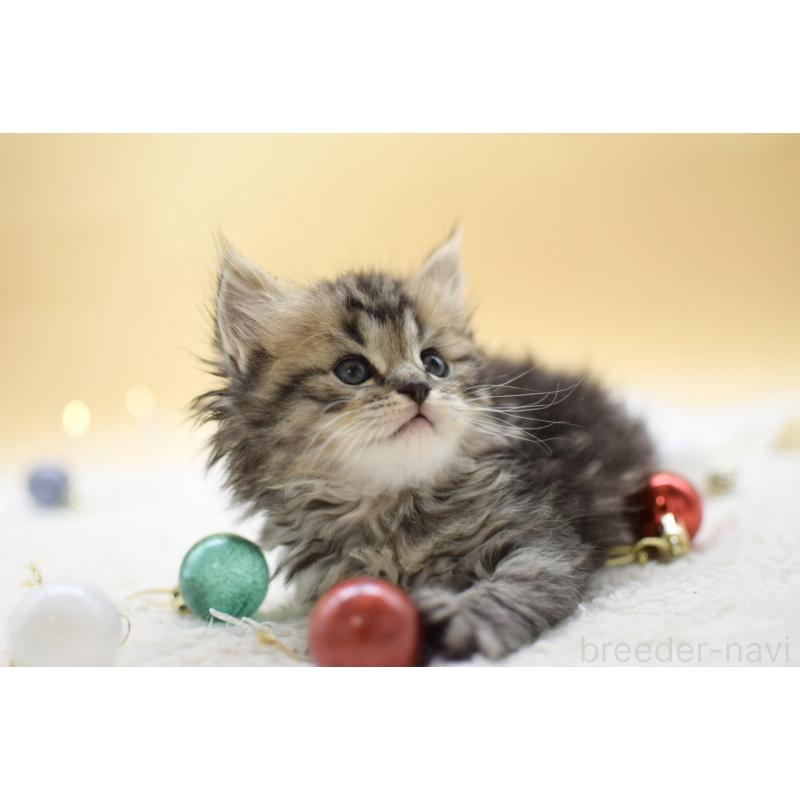 販売中の栃木県のマンチカン-131961の7枚目