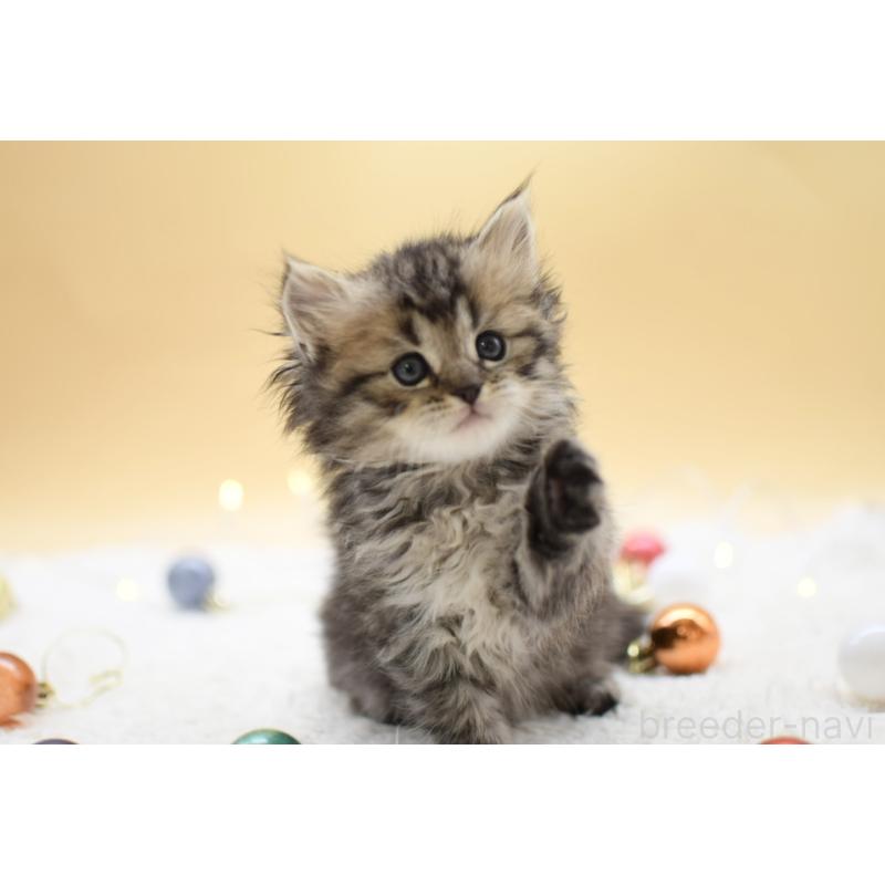 販売中の栃木県のマンチカン-131961の3枚目