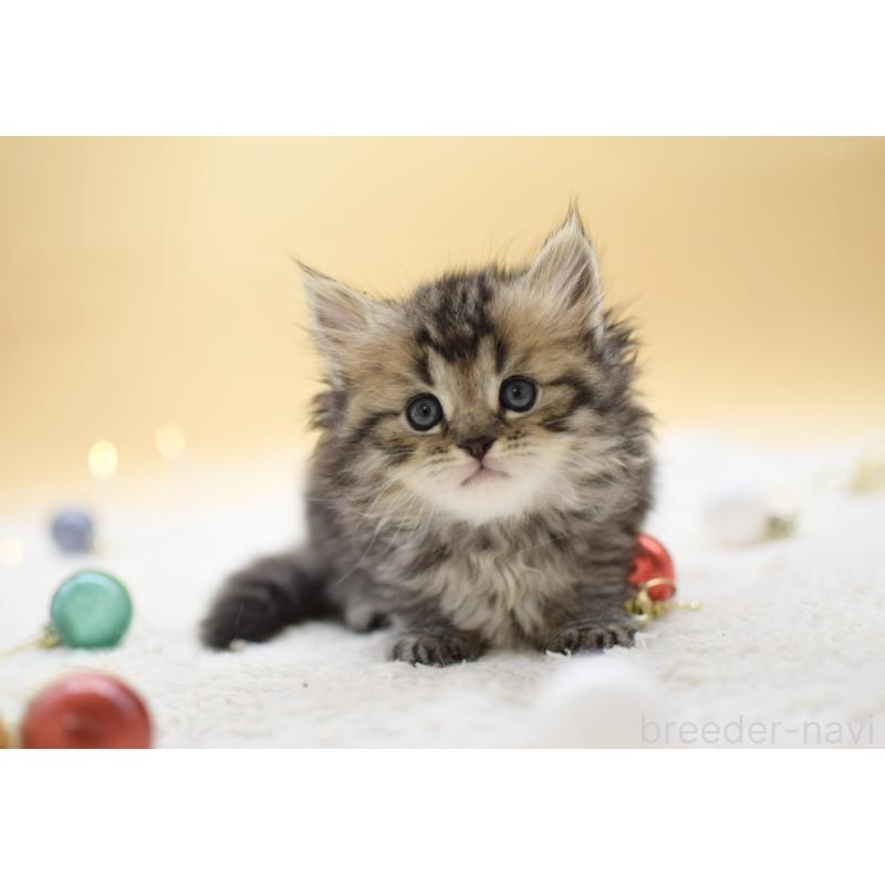 販売中の栃木県のマンチカン-131961の2枚目