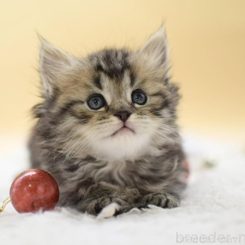 販売中の栃木県のマンチカン-131961の1枚目