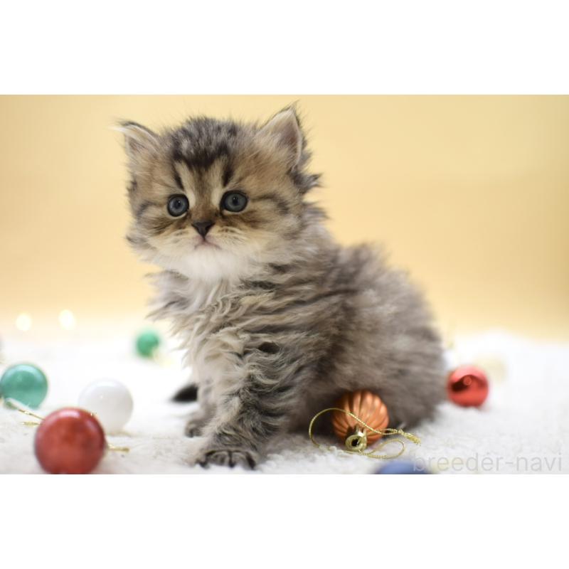 販売中の栃木県のマンチカン-131962の4枚目