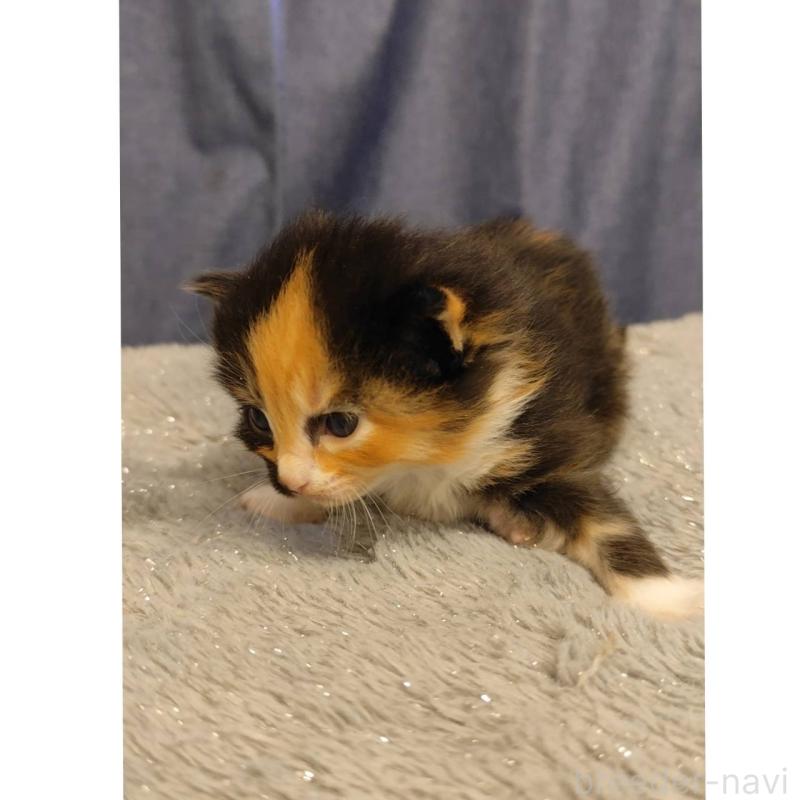 販売中の千葉県のラパーマ-132988の2枚目