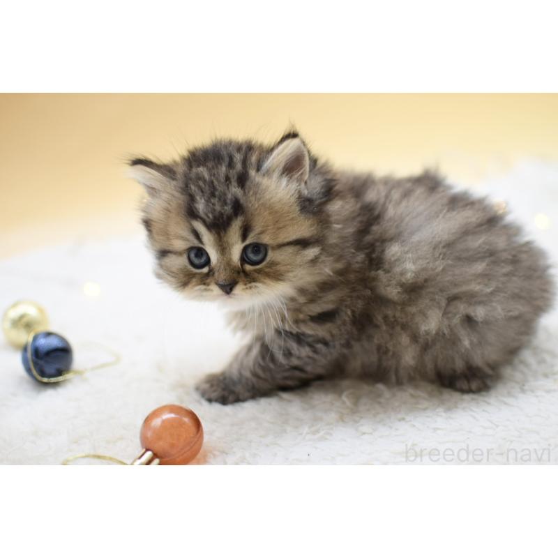 販売中の栃木県のマンチカン-131962の2枚目