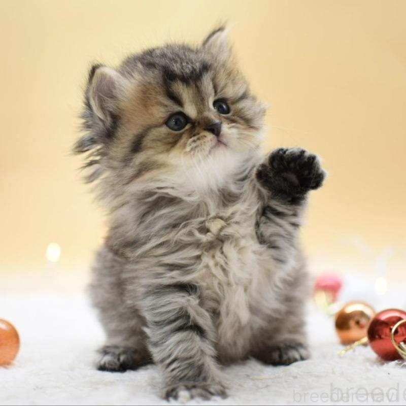 販売中の栃木県のマンチカン-131962