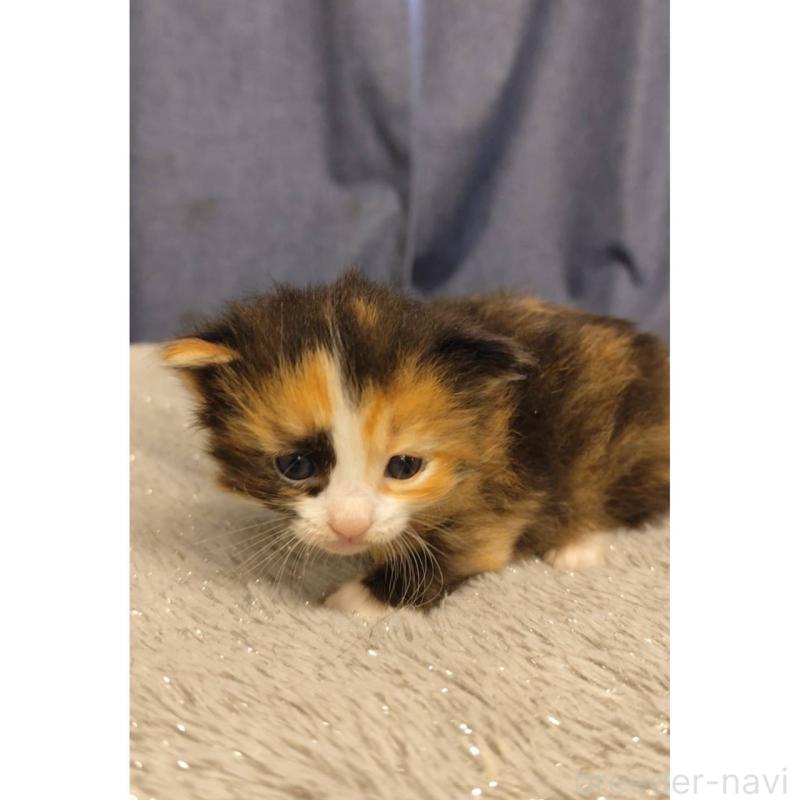 販売中の千葉県のラパーマ-132986の2枚目