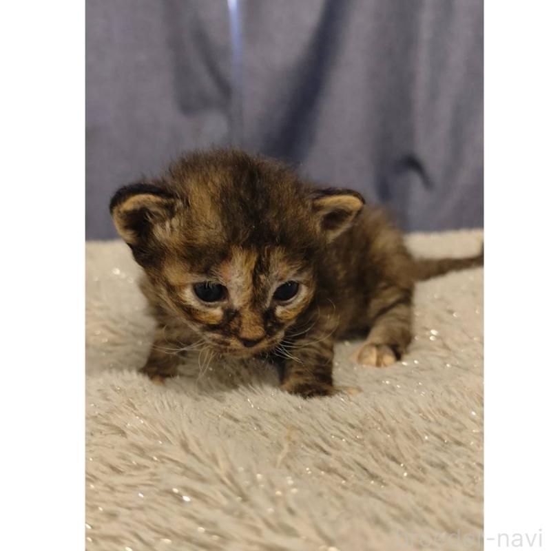 販売中の千葉県のラパーマ-132987の2枚目