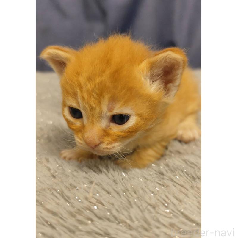 商談中の千葉県のラパーマ-132985