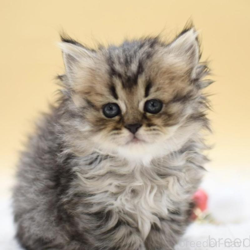 販売中の栃木県のマンチカン-131963