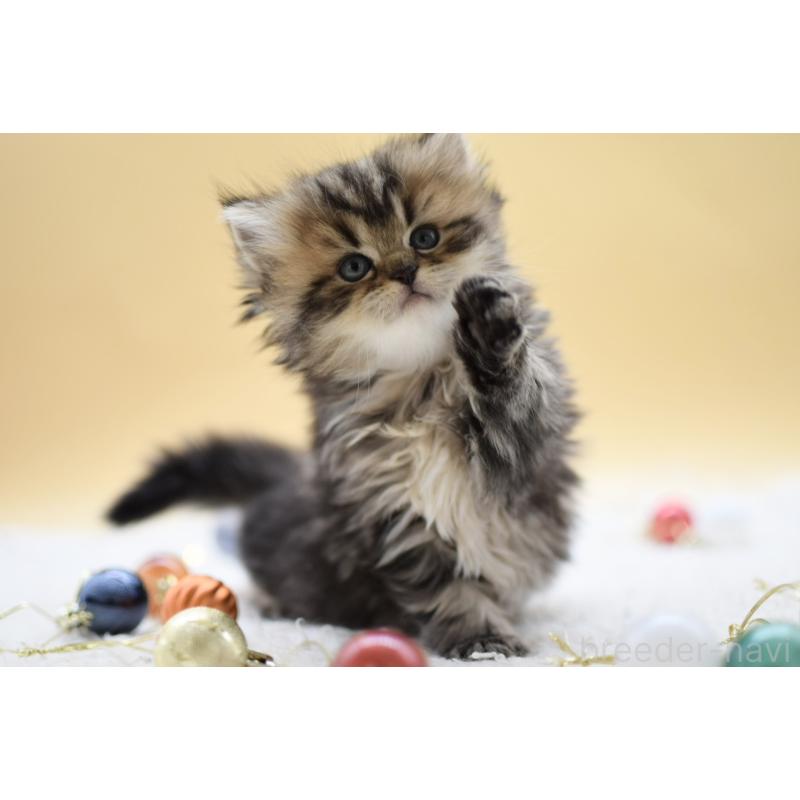 販売中の栃木県のマンチカン-131964の7枚目