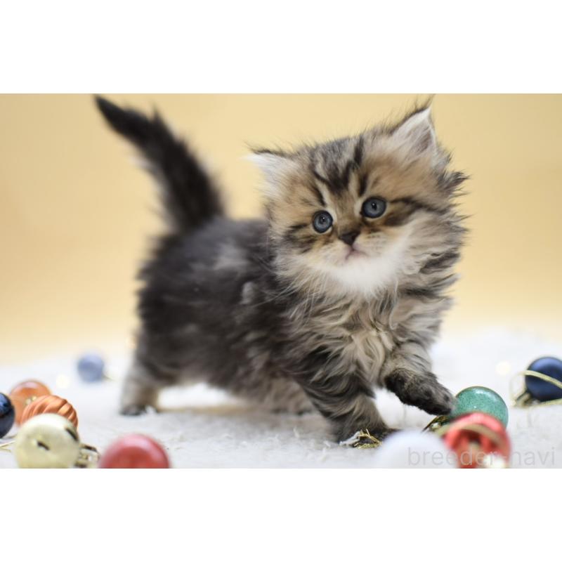 販売中の栃木県のマンチカン-131964の6枚目