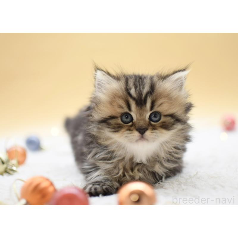 販売中の栃木県のマンチカン-131964の5枚目