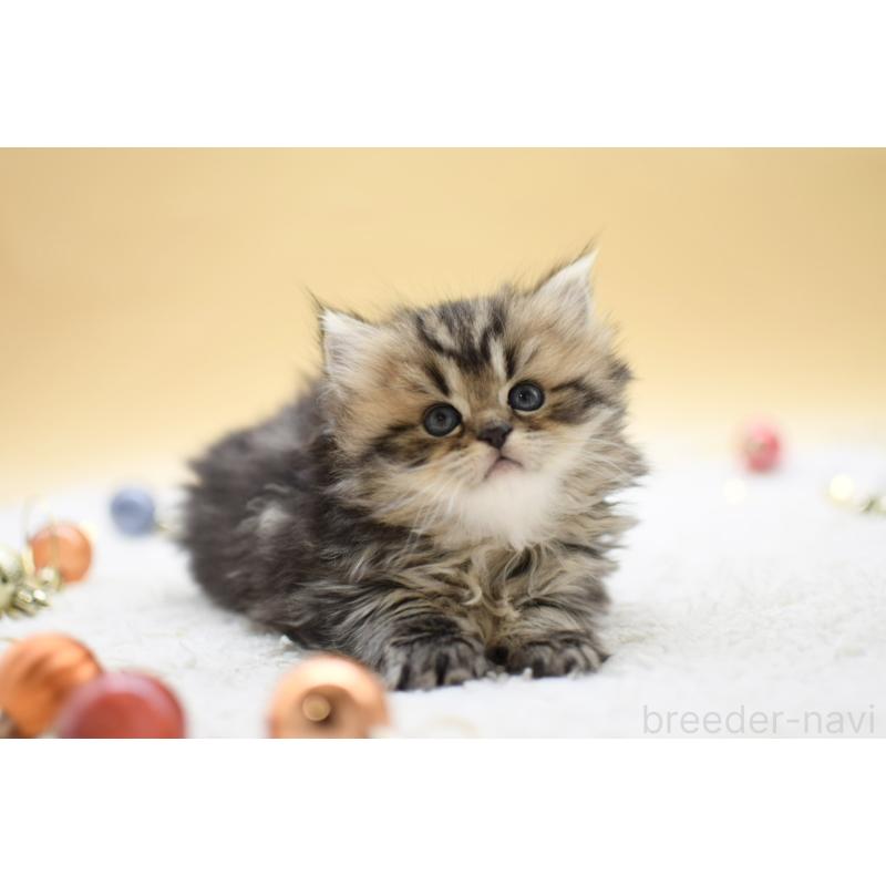 販売中の栃木県のマンチカン-131964の4枚目