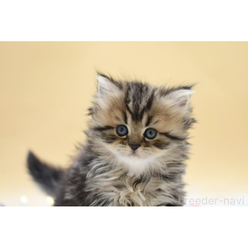 販売中の栃木県のマンチカン-131964の3枚目