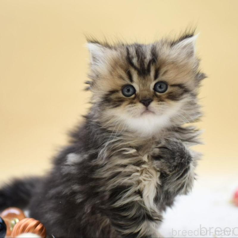 販売中の栃木県のマンチカン-131964