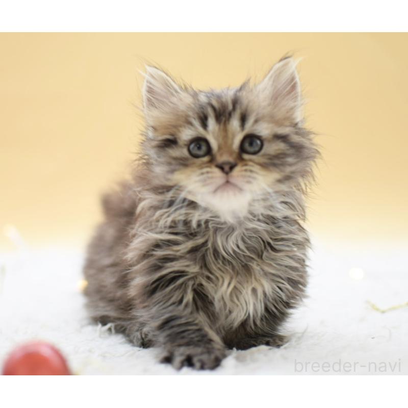 販売中の栃木県のマンチカン(短足)-131965の7枚目