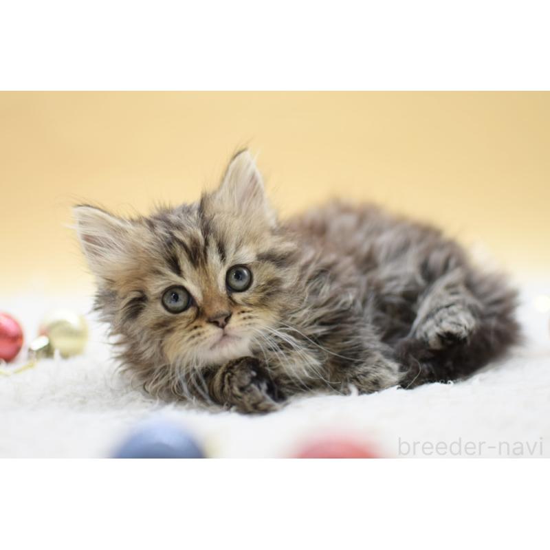 販売中の栃木県のマンチカン(短足)-131965の5枚目