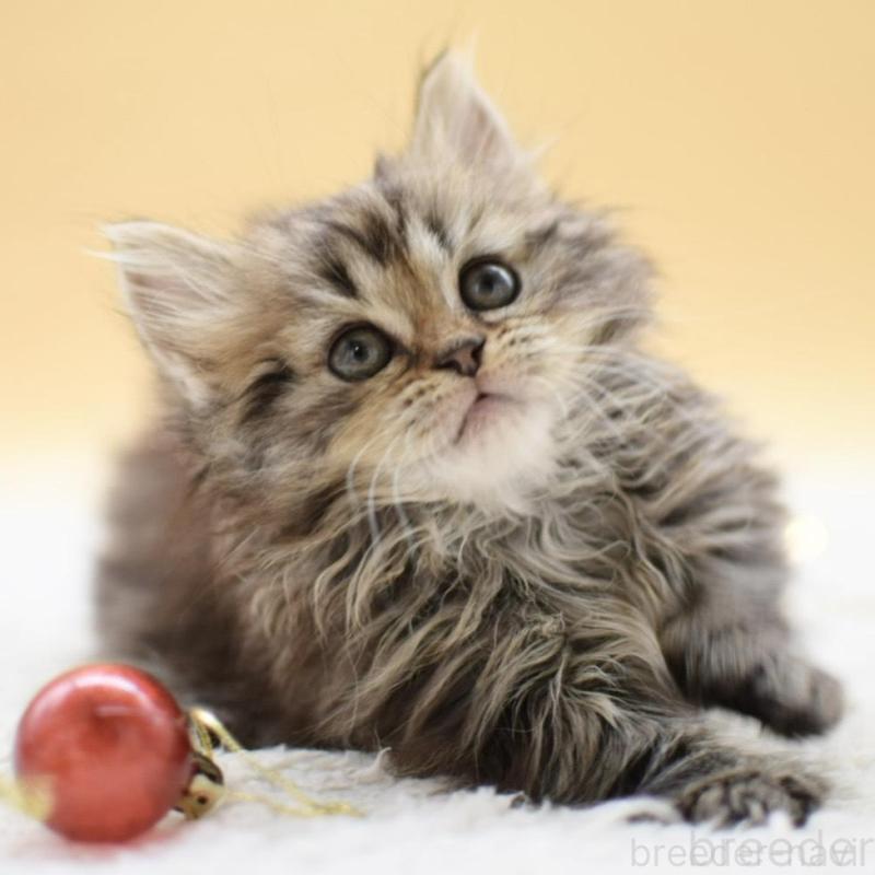 販売中の栃木県のマンチカン(短足)-131965