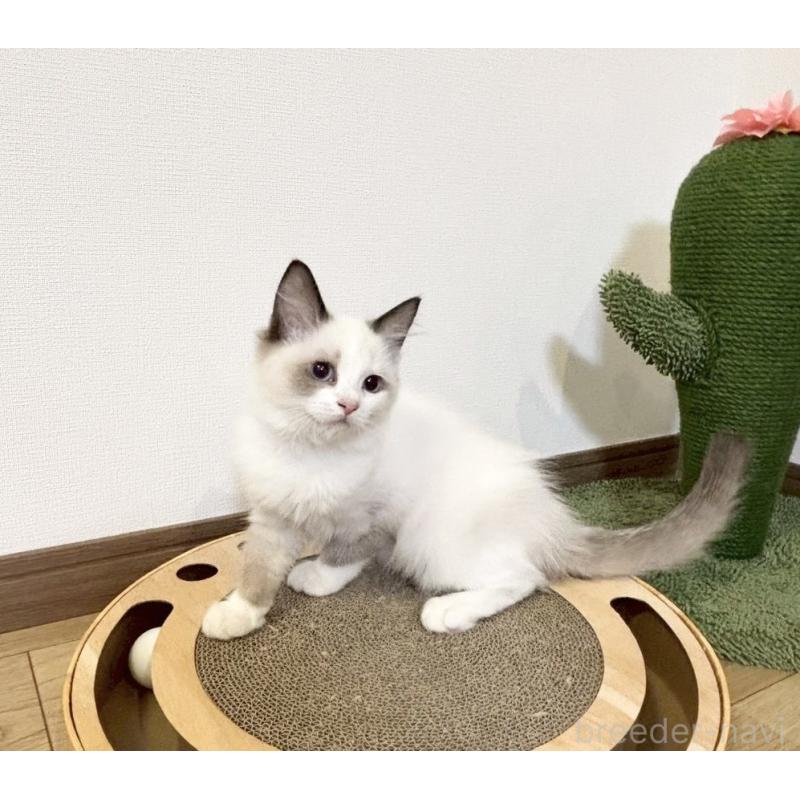 販売中の静岡県のラグドール-131966の6枚目