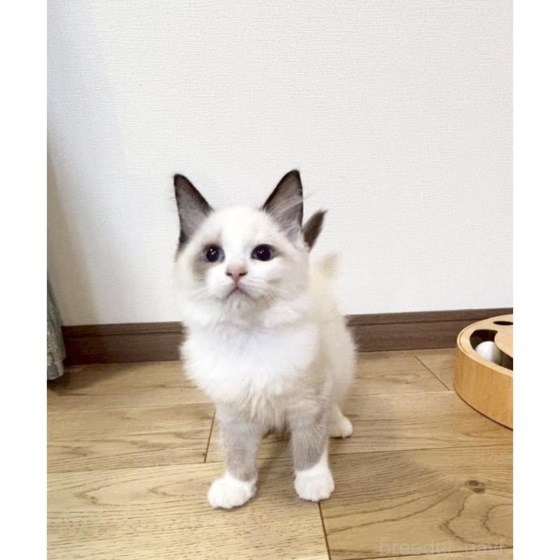 販売中の静岡県のラグドール-131966の4枚目