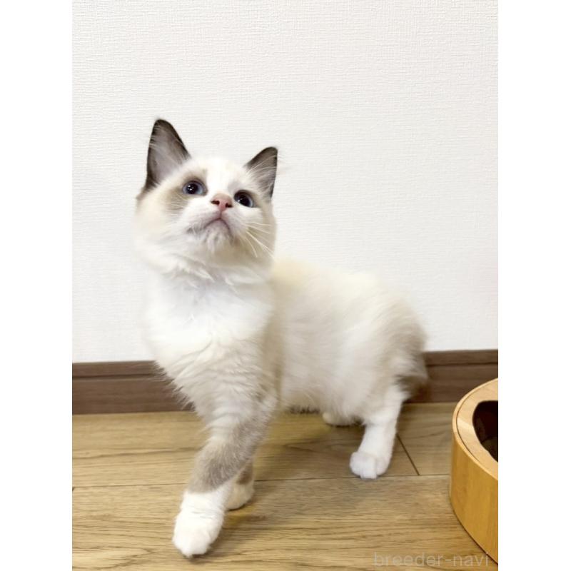 販売中の静岡県のラグドール-131966の5枚目