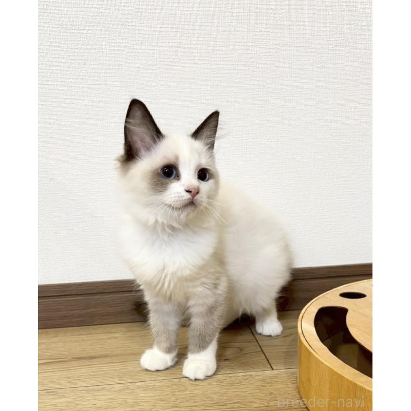 販売中の静岡県のラグドール-131966の2枚目