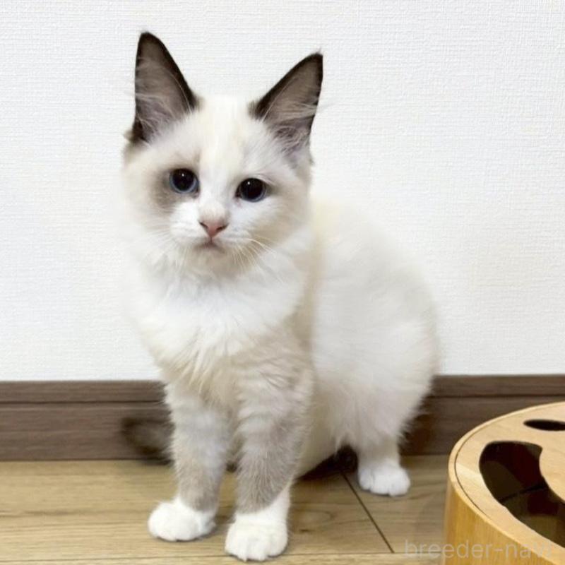 販売中の静岡県のラグドール-131966