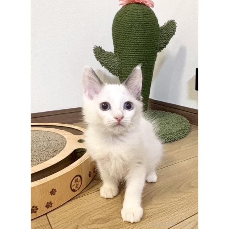 販売中の静岡県のラグドール-131967の5枚目