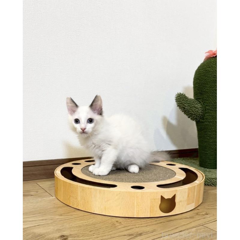 販売中の静岡県のラグドール-131967の4枚目