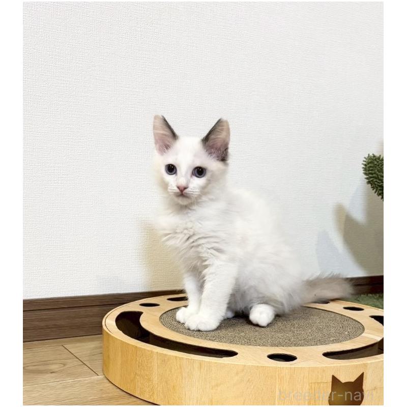 販売中の静岡県のラグドール-131967の3枚目