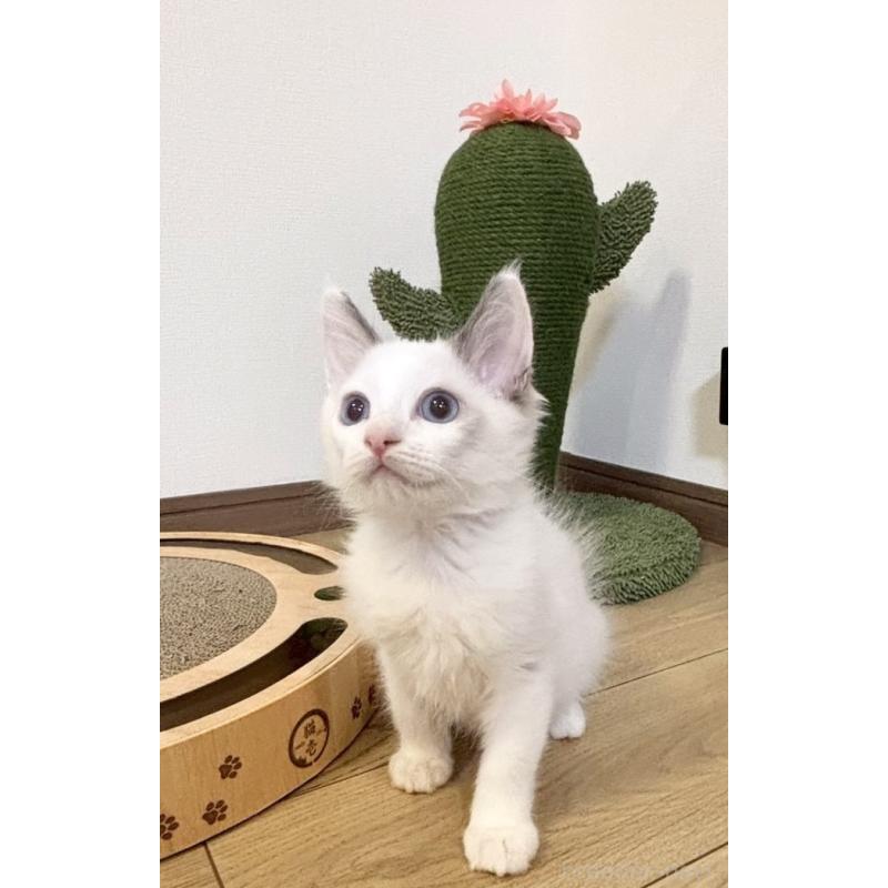 販売中の静岡県のラグドール-131967の2枚目