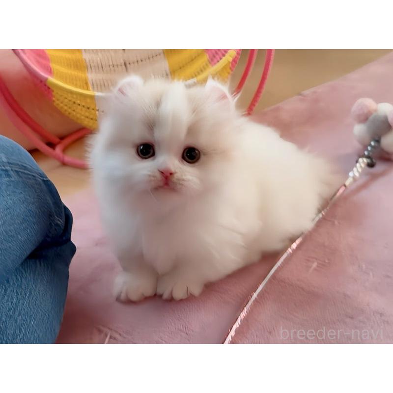 商談中の愛媛県のミヌエット(短足)-131968の4枚目