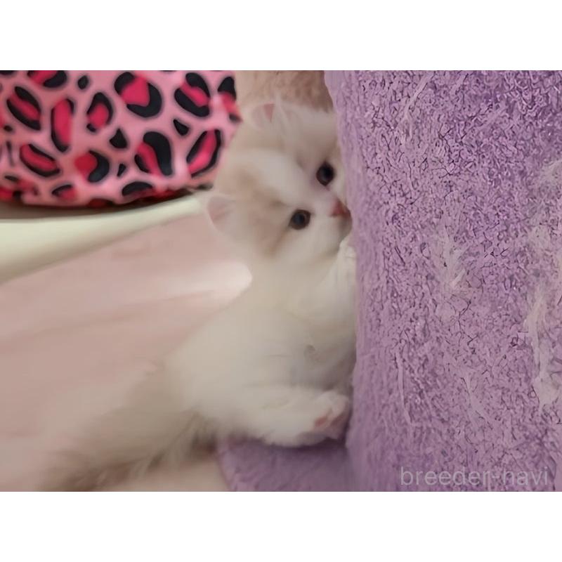 商談中の愛媛県のミヌエット(短足)-131968の2枚目