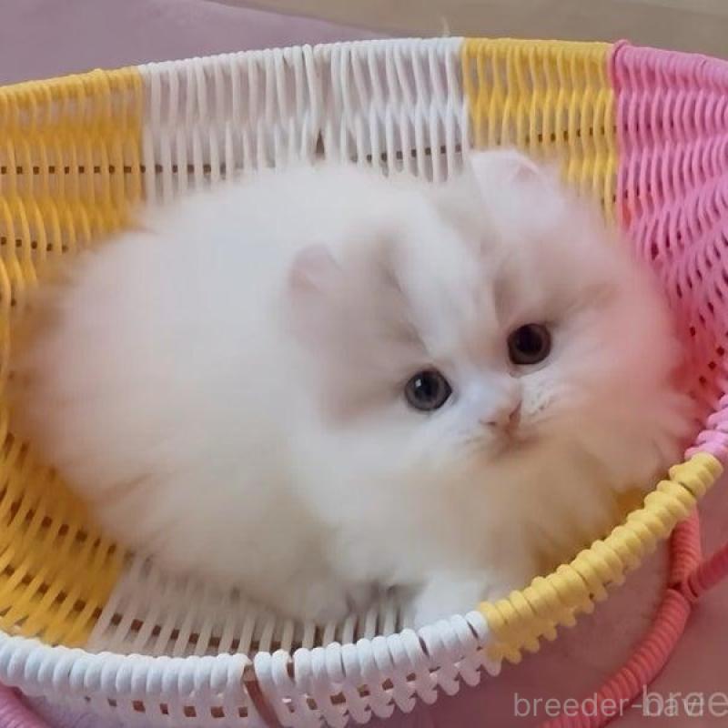 商談中の愛媛県のミヌエット(短足)-131968