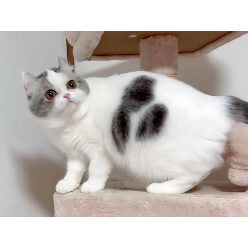 販売中の愛媛県のミヌエット-131969の3枚目