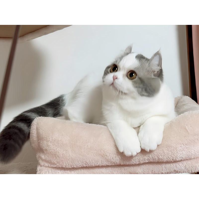 販売中の愛媛県のミヌエット-131969の2枚目