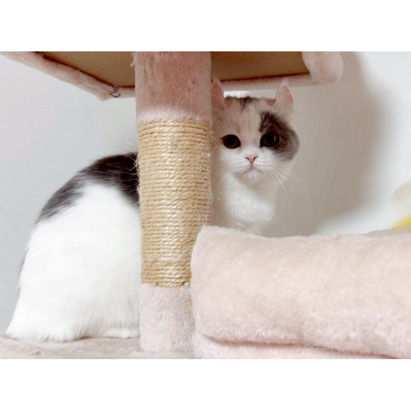 販売中の愛媛県のミヌエット-131970の8枚目